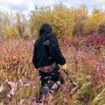 Bernard Ishnook scans a clearing for moose after following signs of animal activity from the riverbed Wednesday, Sept. 15, 2021, near Stevens Village, Alaska. For the first time in memory, both king and chum salmon have dwindled to almost nothing and the state has banned salmon fishing on the Yukon. The remote communities that dot the river and live off its bounty are desperate and doubling down on moose and caribou hunts in the waning days of fall. (AP Photo/Nathan Howard)