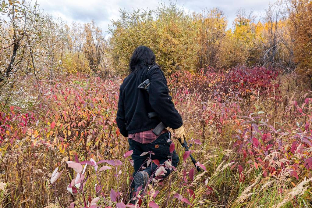 Bernard Ishnook scans a clearing for moose after following signs of animal activity from the riverbed Wednesday, Sept. 15, 2021, near Stevens Village, Alaska. For the first time in memory, both king and chum salmon have dwindled to almost nothing and the state has banned salmon fishing on the Yukon. The remote communities that dot the river and live off its bounty are desperate and doubling down on moose and caribou hunts in the waning days of fall. (AP Photo/Nathan Howard)