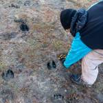 Michael Williams uses his hand to measure bear and moose tracks on Thursday, Sept. 16, 2021, near Stevens Village, Alaska. For the first time in memory, both king and chum salmon have dwindled to almost nothing and the state has banned salmon fishing on the Yukon. The remote communities that dot the river and live off its bounty are desperate and doubling down on moose and caribou hunts in the waning days of fall. (AP Photo/Nathan Howard)