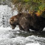Otis, the four-time Fat Bear Week champion, fishes at Katmai National Park on Sept. 16, 2021. (Photo courtesy of Lian Law, National Parks Service)