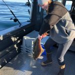 My halibut squirms after I reel it in off the coast of Homer, Alaska, on Sept. 6, 2021. (Photo provided)