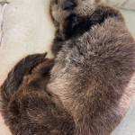 Photo courtesy Alaska SeaLife Center
A male sea otter from Kasilof admitted to the Alaska SeaLife Centers Wildlife Response Program.