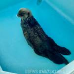 A male sea otter from Kasilof admitted to the Alaska SeaLife Centers Wildlife Response Program. (Photo courtesy Alaska SeaLife Center)