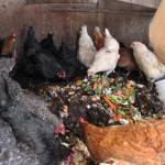 Chickens eat compost inside of a chicken house at Diamond M Ranch on Thursday, April 1, 2021, off Kalifornsky Beach Road near Kenai, Alaska. The ranch receives food scraps from the public as part a community program aimed at recovering food waste and keeping compostable material out of the landfill. (Ashlyn OHara/Peninsula Clarion)