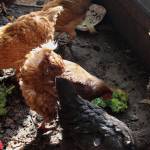 Ashlyn OHara / Peninsula Clarion 
A chicken eats kale inside of a chicken house at Diamond M Ranch on April 1 off Kalifornsky Beach Road. The ranch receives food scraps from the public as part a community program aimed at recovering food waste and keeping compostable material out of the landfill.