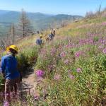 Student Conservation Association trail crews work on adding trail to Burneys Trail in the Skilak Lake Recreation Area. (Photo by Lee Dudak/SCA)