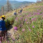 Student Conservation Association trail crews work on adding trail to Burneyճ Trail in the Skilak Lake Recreation Area. (Photo by Lee Dudak/SCA)