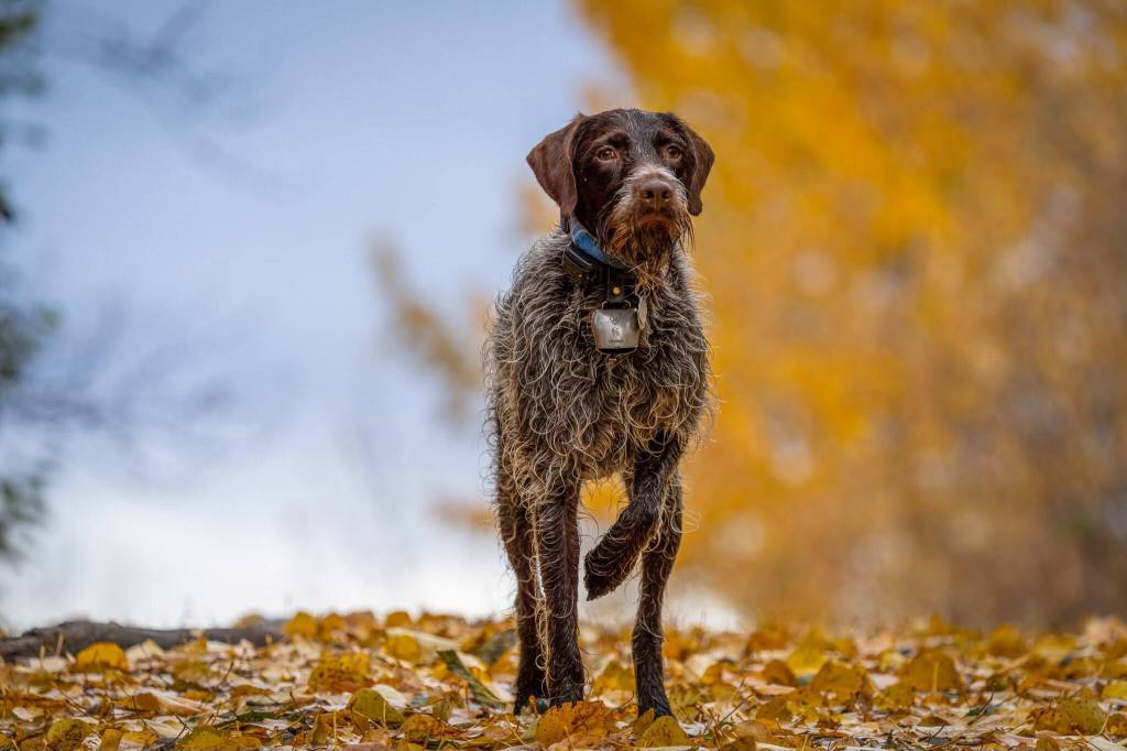 Fall colors, a dog and game in hand make for great outdoor experiences on the Kenai National Wildlife Refuge. (Photo by Colin Canterbury/USFWS)