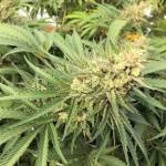 FILE - In this Sept. 30, 2016, file photo, a marijuana bud is seen before harvest at a rural area near Corvallis, Ore. Alaska Marijuana Industry Association President Lacy Wilcox said federal legalization could potentially hurt Alaska's cannabis cultivators who could lose out to other states such as Oregon where production is cheaper. (AP Photo/Andrew Selsky, File)