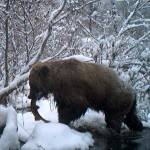 A brown bear feeds on a salmon. (Photo by C. Canterbury/USFWS)