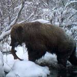 A brown bear feeds on a salmon. (Photo by C. Canterbury/USFWS)