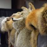 Amanda Alaniz sells fur products at the Soldotna Holiday Bazaar at the Soldotna Regional Sports Complex on Saturday, Nov. 20, 2021. (Camille Botello/Peninsula Clarion)
