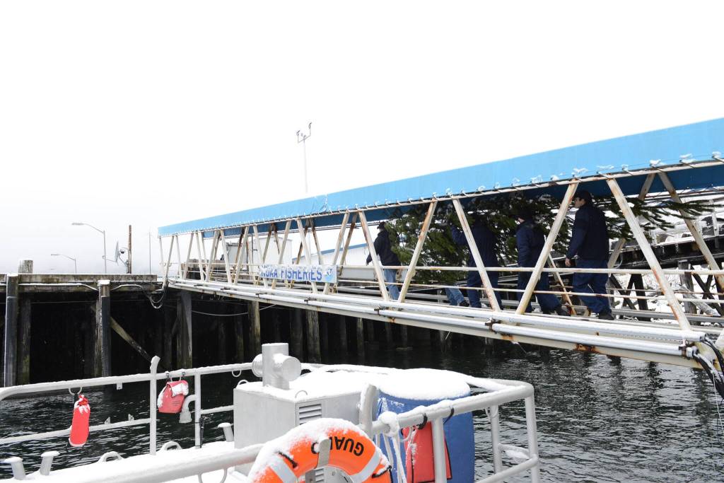 1Coast Guardsmen and state employees carry the Together Tree, bound for the Alaska Governors Mansion, up from the pier on Nov. 29, 2021 after the Coast Guard Cutter Elderberry transported the tree from Wrangell. (USCG photo / Petty Officer 2nd Class Lexie Preston)
1Coast Guardsmen and state employees carry the Together Tree, bound for the Alaska Governors Mansion, up from the pier on Nov. 29, 2021 after the Coast Guard Cutter Elderberry transported the tree from Wrangell. (USCG photo / Petty Officer 2nd Class Lexie Preston)