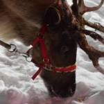 Reindeer pose for photos with the kids at Soldotna Creek Park on Saturday, Dec. 4, 2021. (Camille Botello/Peninsula Clarion)