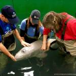 Tyonek, a stranded baby beluga who was rehabilitated at the Alaska SeaLife Center, is moved to a larger outdoor pool after he started to heal from treatments in this 2017 photo. (Photo courtesy of the Alaska SeaLife Center)