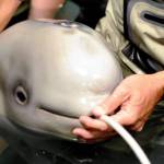 Volunteers at the Alaska SeaLife Center feed a milk and electrolyte mix to a beluga calf, rescued on Sept. 30, 2017, after being stranded in Trading Bay, on Friday, Oct. 6 in Seward, Alaska. The calf, dubbed Tyonek, and a second stranded beluga sent to the Alaska SeaLife Center were featured in a study published last month in the scientific journal Polar Research. (Courtesy photo)