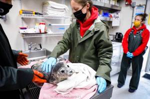 Staff members at the Alaska SeaLife Center near Seward attend to a harbor seal pup. This summer, one of the pups in the centers care came from Juneau. The seal received treatment at the center and was released into the wild in September. (Courtesy photo/Alaska SeaLife Center/Kaiti Chritz)