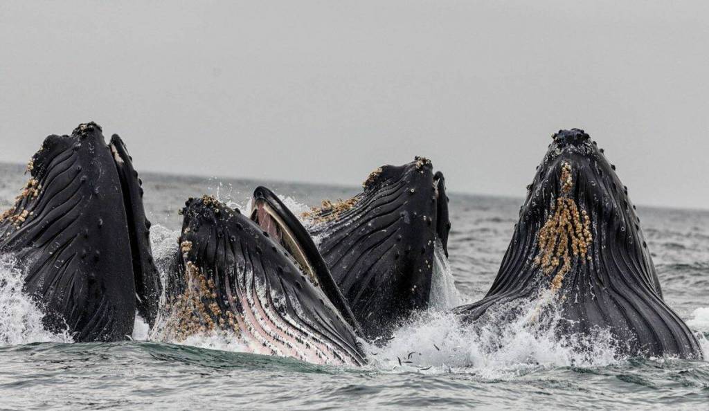 Humpback whales breach the oceans surface in this undated Juneau photograph. (Michael Penn /Juneau Empire File)