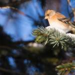 A brambling perches on a snow-covered branch during the annual Homer Christmas Bird Count. (Photo by Debi Poore)