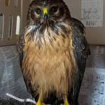 Courtesy photo / Juneau Raptor Center
A northern harrier, known as a marsh hawk, was rescued by the Juneau Raptor Center in October 2021 after being found dehydrated in the Mendenhall Wetlands.