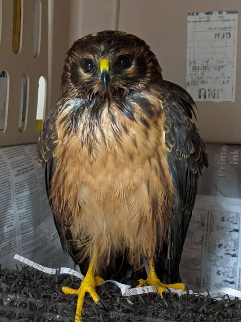Courtesy photo / Juneau Raptor Center
A northern harrier, known as a marsh hawk, was rescued by the Juneau Raptor Center in October 2021 after being found dehydrated in the Mendenhall Wetlands.