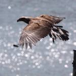 This golden eagle was rescued by the Juneau Raptor Center over the summer after being found weak and thin. (Courtesy photo / Juneau Raptor Center)