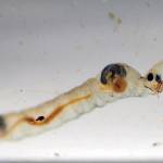 Ghost midges, named for their almost completely transparent bodies, are nearly invisible in the water where they prey on other aquatic invertebrates. (Photo by Matt Bowser/USFWS)