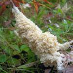 Dog sick fungus, named for its resemblance to canine vomit, is neither vomit nor a fungus. It is a kind of slime mold common in tundra. (Photo by Matt Bowser/USFWS)