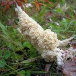 Dog sick fungus, named for its resemblance to canine vomit, is neither vomit nor a fungus. It is a kind of slime mold common in tundra. (Photo by Matt Bowser/USFWS)