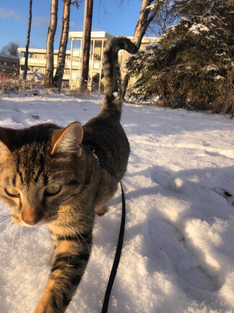Benito walks on the Kenai Bluff on Nov. 11, 2021. (Camille Botello)