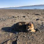 Benito lays on North Kenai Beach on April 16, 2021. (Camille Botello)