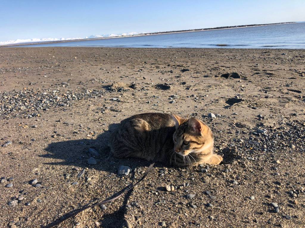 Benito lays on North Kenai Beach on April 16, 2021. (Camille Botello)