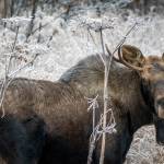 Moose, the impetus for David Spencers start on the Kenai National Moose Range. (Photo by C. Canterbury/FWS)