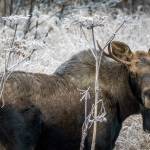 Moose, the impetus, for David Spencerճ start on the Kenai National Moose Range. (Photo by C. Canterbury/FWS)