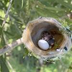 A recently hatched rufous-tailed hummingbird with one more egg to hatch. (Photo by T. Eskelin/USFWS)
