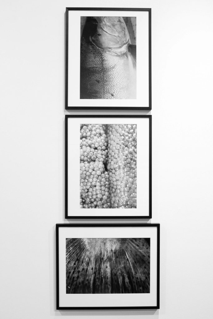 Several of Lisa Williams photographs from her exhibit at the Pratt Museum & Park in Homer, Alaska. (Photo by Sean McDermott)