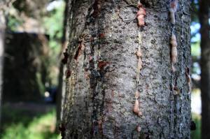 A spruce tree seeps sap outside of the Kenai Post Office on Friday, July 2, 2021, in Kenai, Alaska. (Ashlyn OHara/Peninsula Clarion)