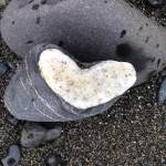 Some heart shaped rocks appear as bands of quartz. (Photo by Michael Armstrong/Homer News)