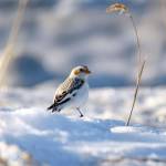 A snow bunting on the Kenai National Wildlife Refuge. (Photo by Colin Canterbury/USFWS)