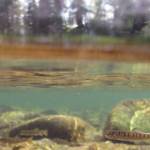 Juvenile salmonids from the confluence of the Russian and Kenai rivers. (Photo by Katrina Liebich/USFWS)