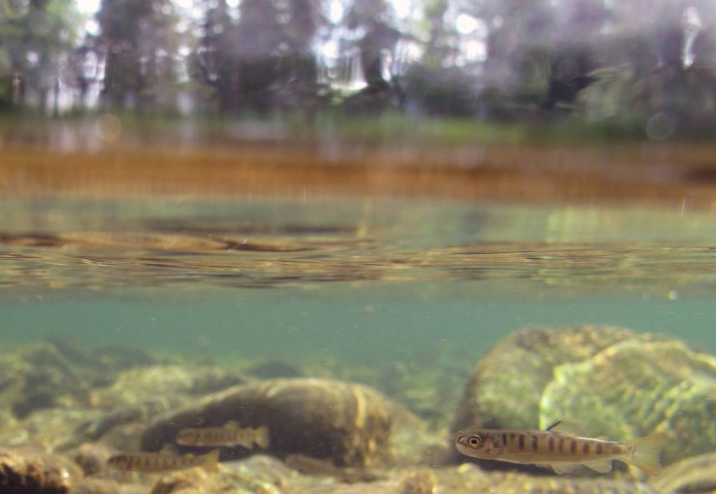 Juvenile salmonids from the confluence of the Russian and Kenai rivers. (Photo by Katrina Liebich/USFWS)