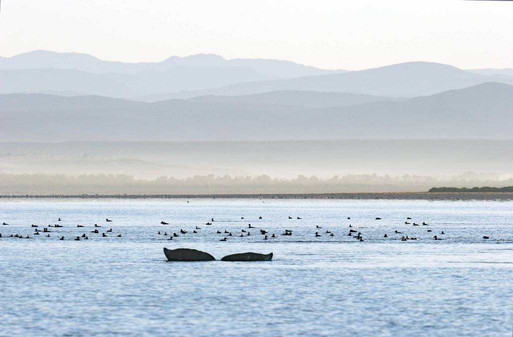 A gray whale and surf scoters in San Quintin, Baja, Mexico. (Photo by Tim Bowman)