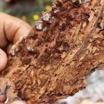 A spruce bark beetle is seen on the underside of a piece of bark taken from logs stacked near Central Peninsula Landfill on Thursday, July 1, 2021, near Soldotna, Alaska. (Ashlyn OHara/Peninsula Clarion)