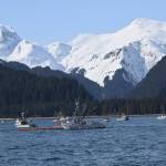 A fishing vessel fleet off the coast of Seward, Alaska, participates in oil spill response training hosted by the Prince William Sound Regional Citizens Advisory Council (RCAC), along with members of the Alyeska Pipeline Service Company, on Thursday, April 14, 2022. (Camille Botello/Peninsula Clarion)