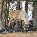 A caribou has holiday lights tangled in its antlers on April 13, 2022. (Photo courtesy of Robin Andree)