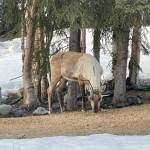 A caribou has holiday lights tangled in its antlers on April 13, 2022, in Soldotna, Alaska. (Photo courtesy of Robin Andree)