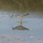 A lesser yellowlegs feeds in Beluga Slough on Sunday, May 9, 2021, in Homer, Alaska. (Photo by Michael Armstrong/Homer News)