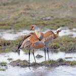 A pair of sandhill cranes feed Friday, May 8 at Green Timbers on the Homer Spit in Homer. (Photo by Michael Armstrong/Homer News)