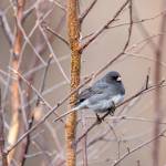 A dark-eyed junco is a bird species that likes to nest in slash and wood piles. (Photo by Colin Canterbury/FWS)
