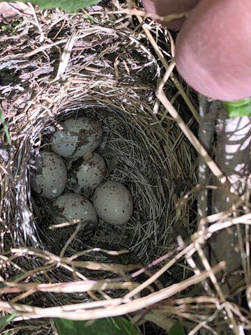 The ground nest of a dark-eyed junco. (Photo by Todd Eskelin/FWS)